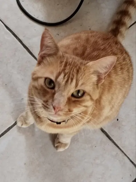 chat reunited   17610 Chérac Sin