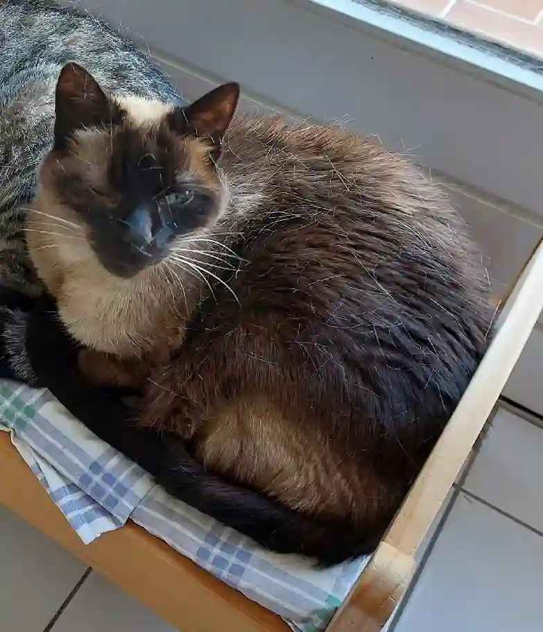 Chat Trouvé 17 Charente-Maritime - Skippy Chat Trouvé 17 Charente-Maritime - Skippy