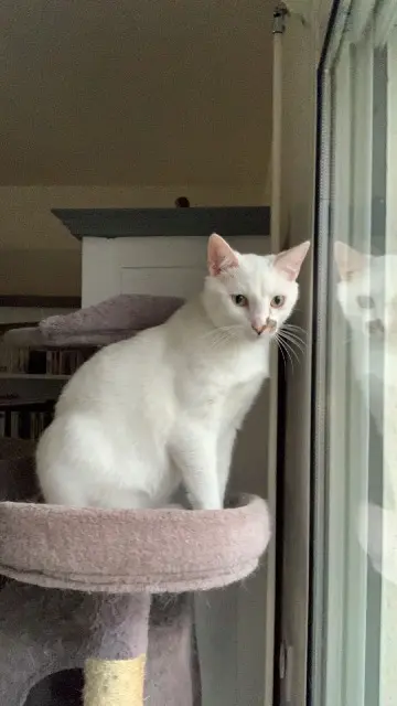 chat reunited   17180 Périgny Sky