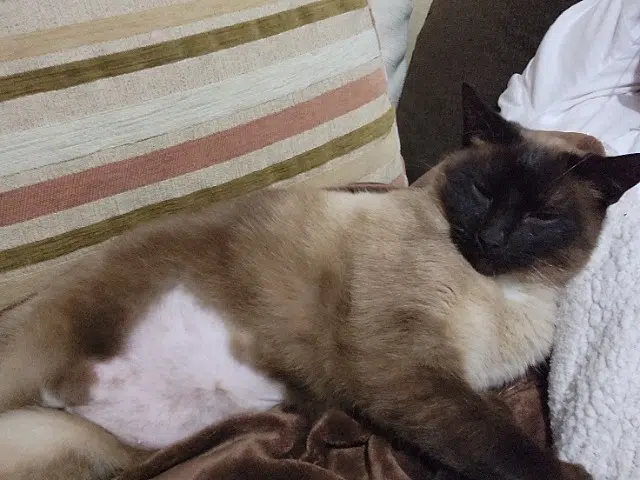 chat reunited   17200 Saint-Sulpice-de-Royan Smarties