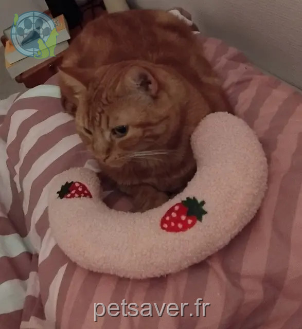 chat reunited   17290 Aigrefeuille-d'Aunis Sottise
