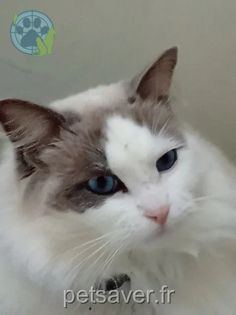 chat reunited   17570 Saint-Augustin Speedy