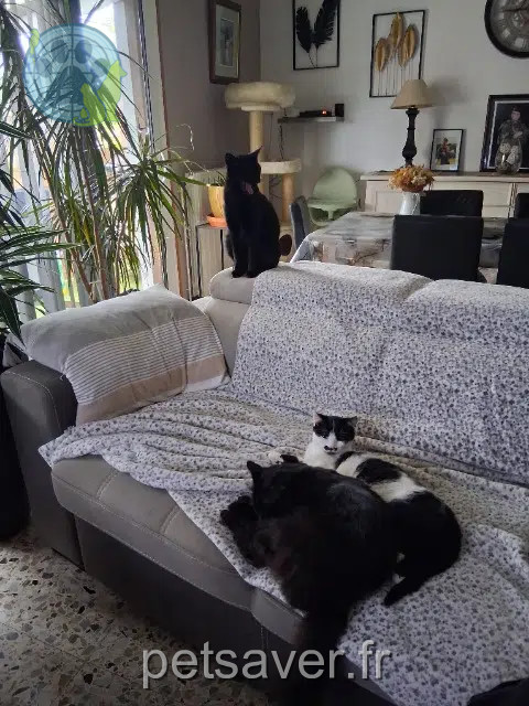 chat reunited   17390 La Tremblade Tezie