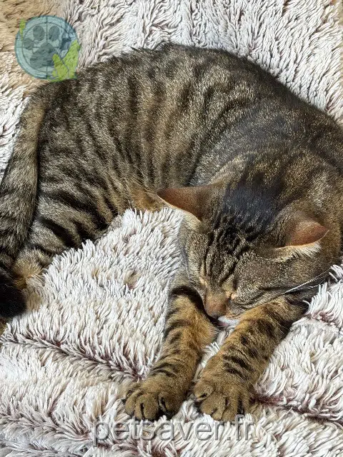 chat reunited   17100 Saintes Thor