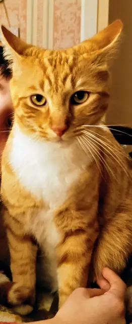 chat reunited   17420 Saint-Palais-sur-Mer Tigrou dit Titi