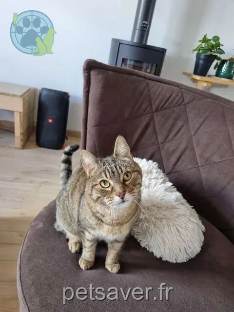 chat reunited 17220 Saint-Rogatien Tigrou