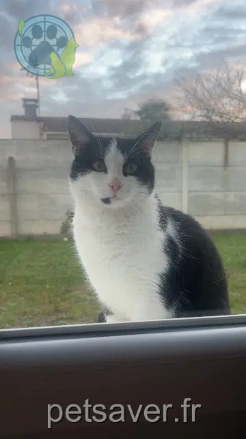chat reunited   17110 Saint-Georges-de-Didonne Titi