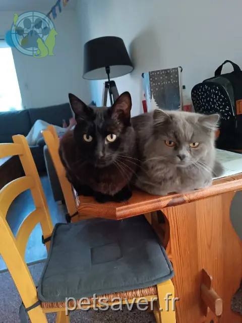 Kater reunited 17100 Saintes Toulouse