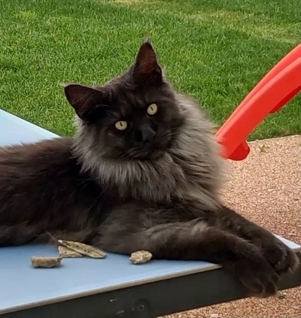 chat reunited   17340 Châtelaillon-Plage Uka