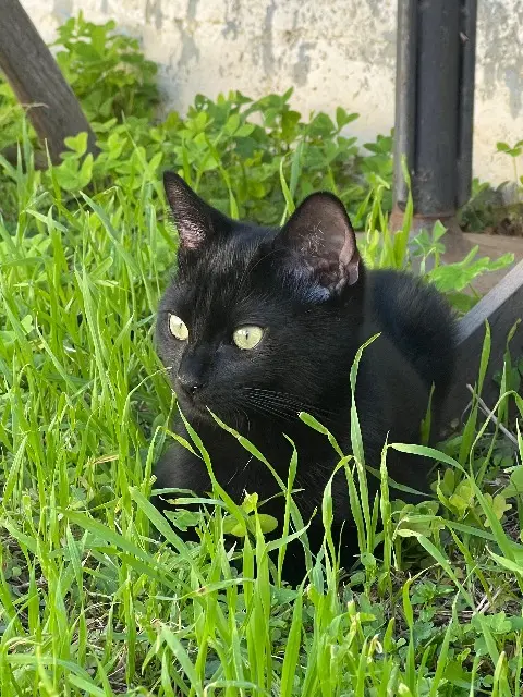 chat reunited   17000 La Rochelle Unchat