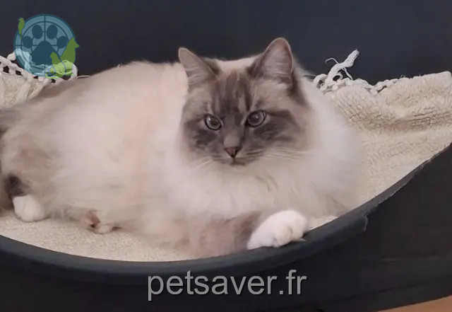 chat reunited   17550 Dolus-d'Oléron Urgo