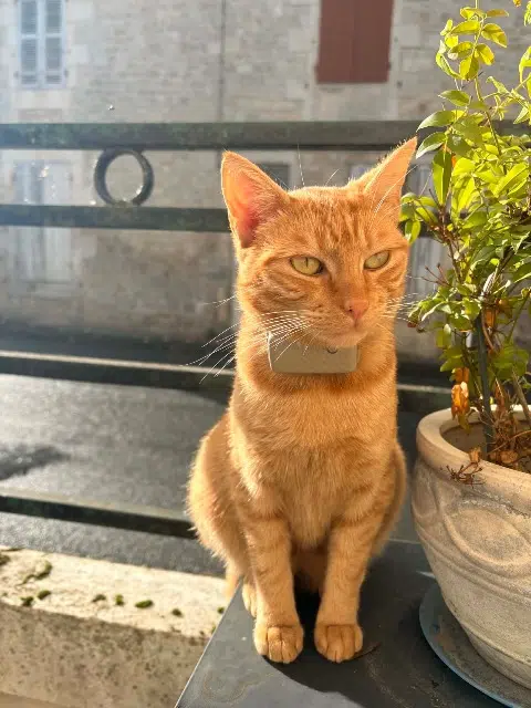 chat reunited   17430 Bords Yechmath