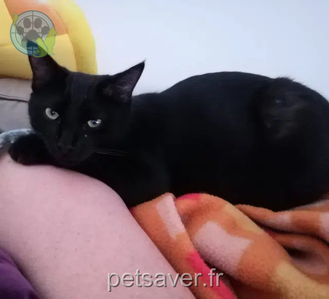 gato reunited   17300 Rochefort Yoshi