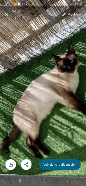 chat reunited   17000 La Rochelle Zig