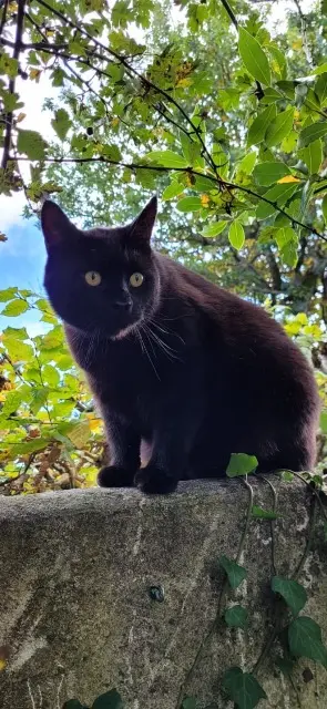 chat reunited   17530 Arvert Zizou