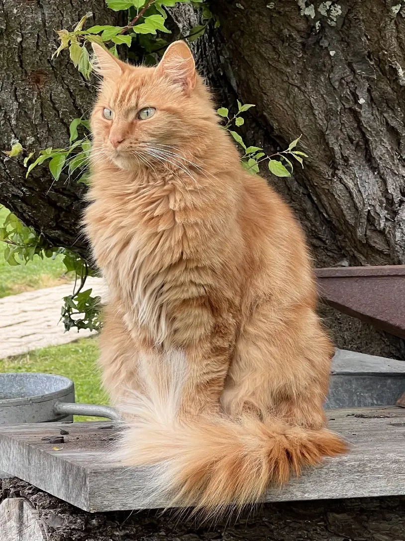 Chat Trouvé 17 Charente-Maritime Chat Trouvé 17 Charente-Maritime