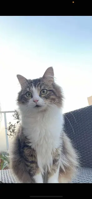 chat reunited   18000 Bourges Ether