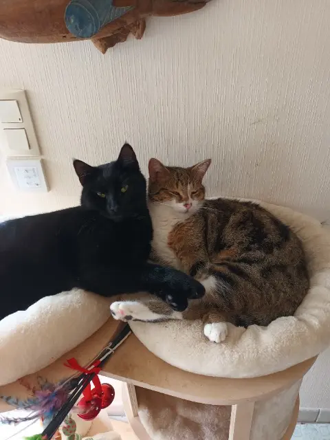 chat reunited   18390 Savigny-en-Septaine Jickymarius