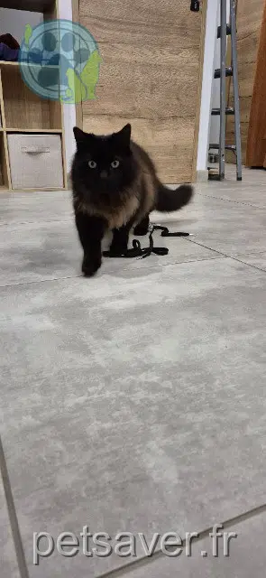 gato reunited   18320 Jouet-sur-l'Aubois Licha