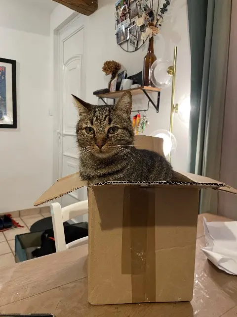 chat reunited   18230 Saint-Doulchard Moody