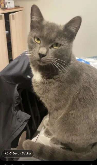 chat reunited   18000 Bourges Nardo