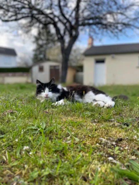 chat reunited   18150 La Guerche-sur-l'Aubois Oscar