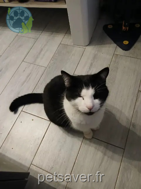 chat reunited   18210 Charenton-du-Cher Pirate