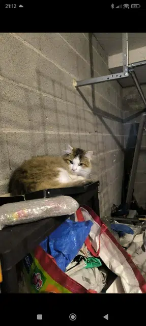 chat reunited   18000 Bourges Ukito