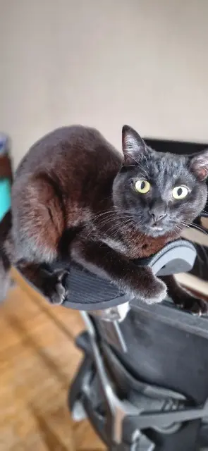 chat reunited   19100 Brive-la-Gaillarde Blacky