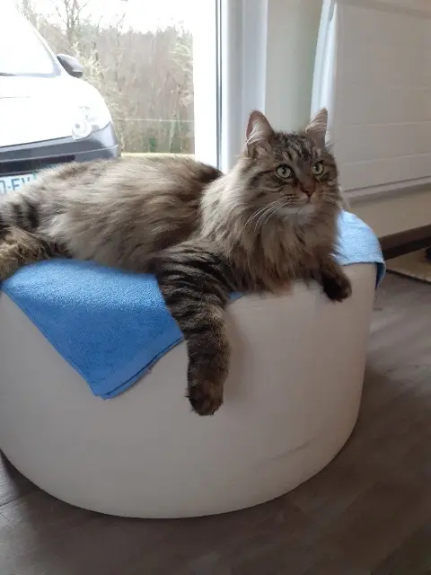 chat reunited   19200 Chaveroche Calinou