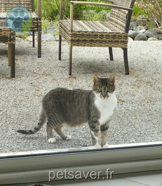 chat reunited 19330 Saint-Germain-les-Vergnes Dewee