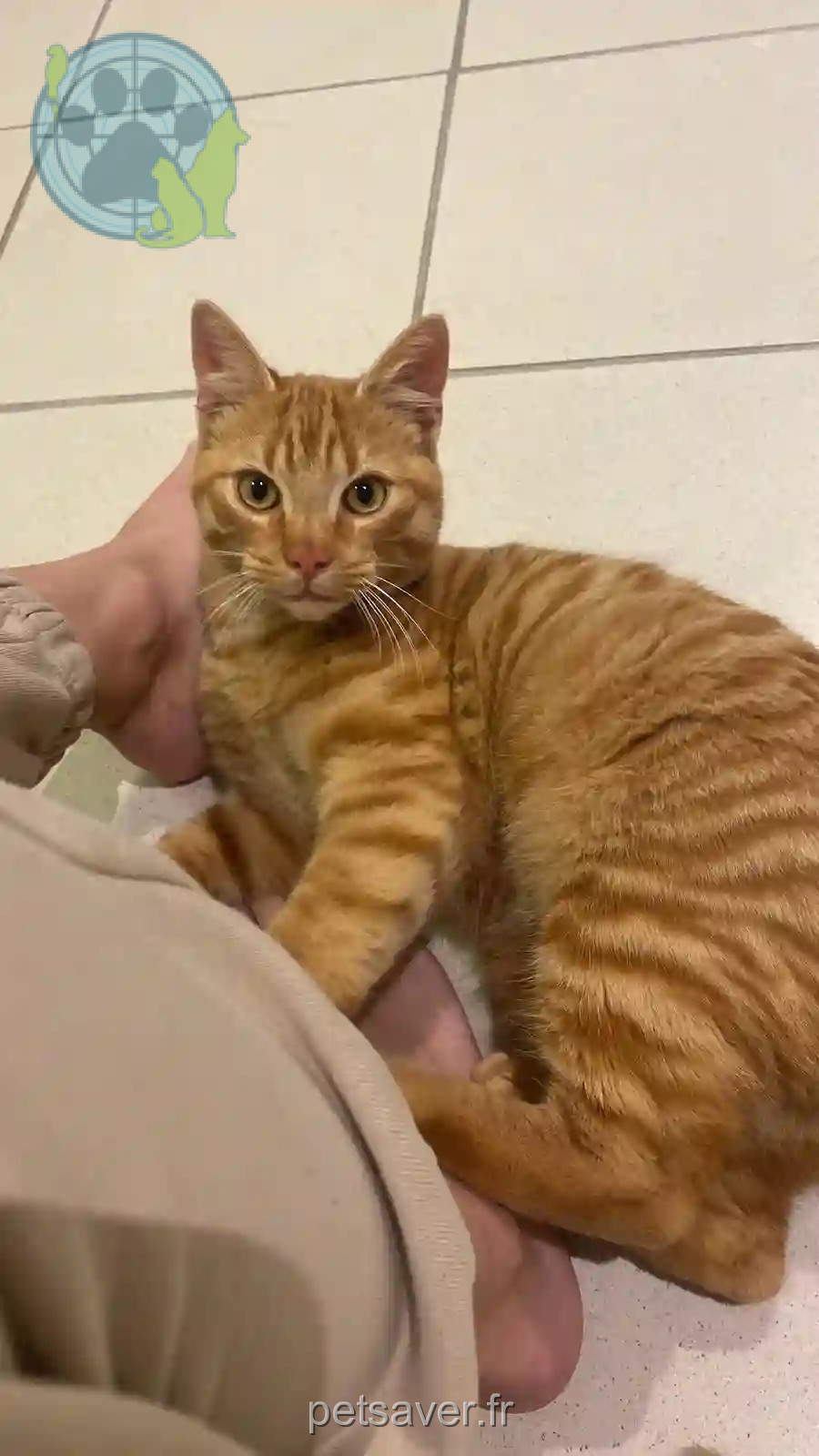 Chat Trouvé 19 Corrèze - José Chat Trouvé 19 Corrèze - José