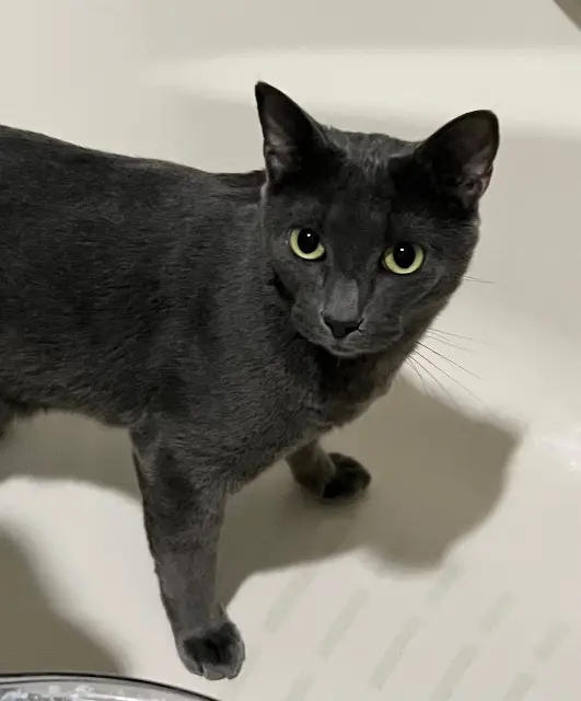 chat reunited   19100 Brive-la-Gaillarde Kemba
