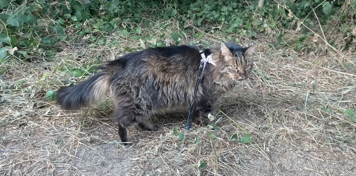 Chat Perdu 19 Corrèze Malemort - Floki Chat Perdu 19 Corrèze Malemort - Floki