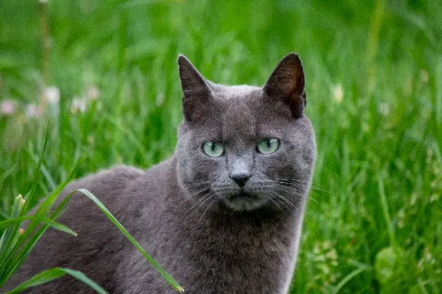 chat reunited   19270 Donzenac Samy
