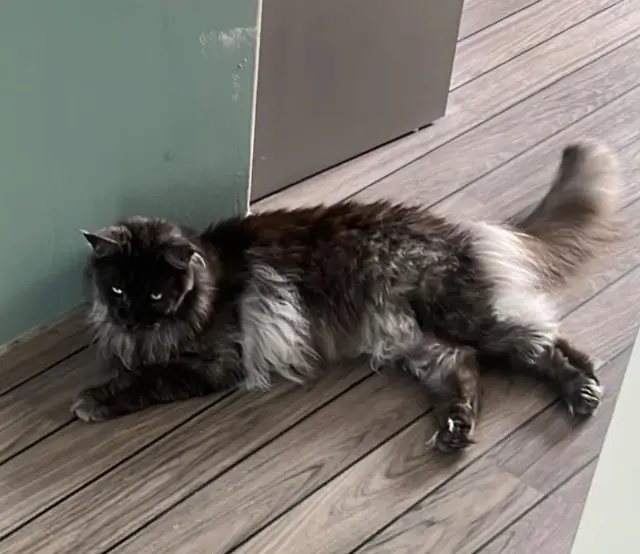 chat reunited   19100 Brive-la-Gaillarde Thorin