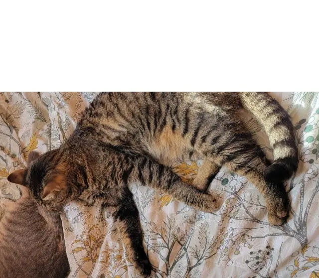 chat reunited   19140 Condat-sur-Ganaveix Tic