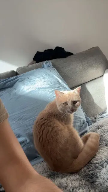 chat reunited   21150 Pouillenay Arès