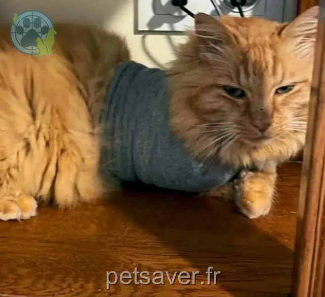 chat reunited 21110 Labergement-Foigney Aslan
