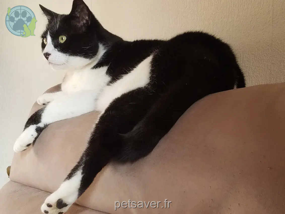 kater teruggevonden Avenue de Spy 21220 Gevrey-Chambertin Bobino kater reunited Avenue de Spy 21220 Gevrey-Chambertin Bobino