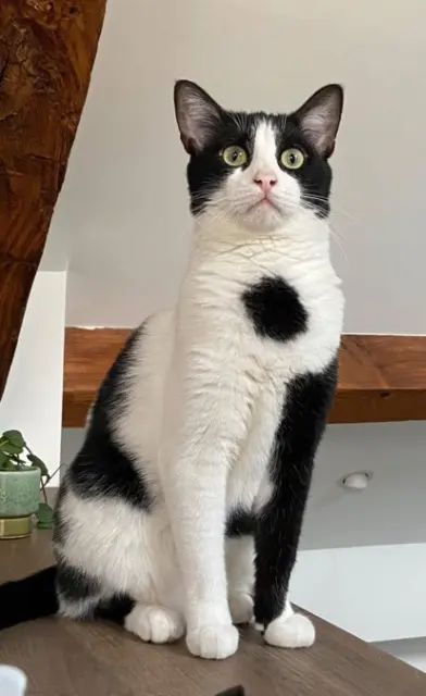 chat reunited   21200 Beaune Bombay