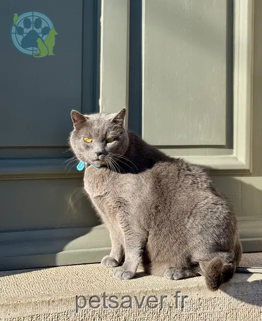 chat reunited 21200 Chorey-les-Beaune Bouly