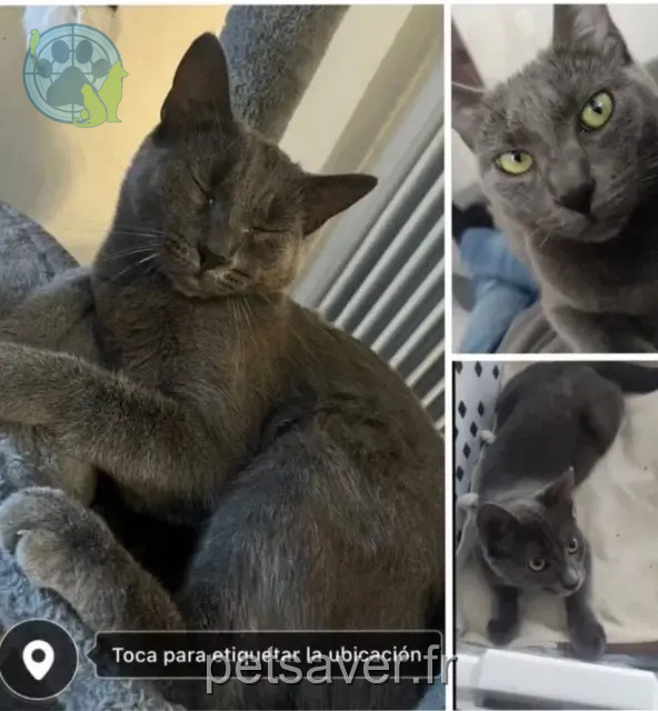 chat reunited   21000 Dijon Baloo