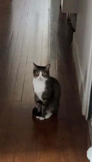 chat reunited   21000 Dijon Billy