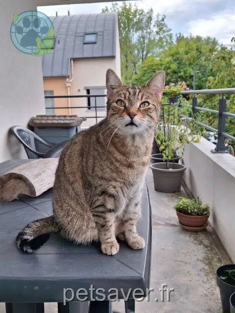 chat reunited   21000 Dijon Cléo