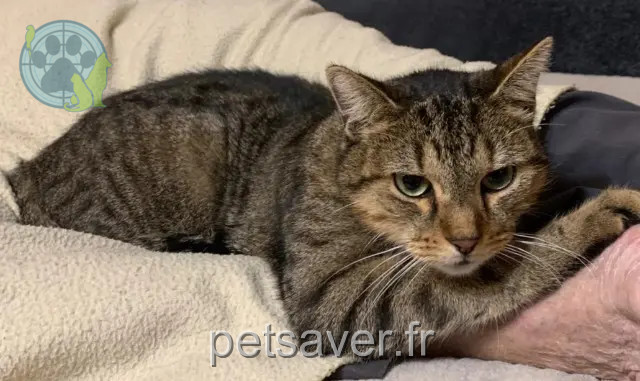 chat reunited 21000 Dijon FRIPOUILLE