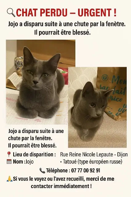 chat reunited   21000 Dijon Jojo