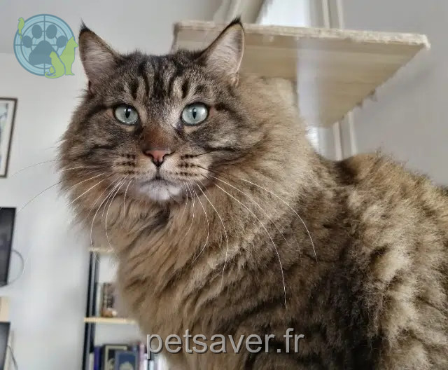 chat reunited   21000 Dijon Kumo