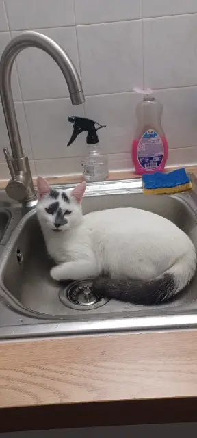 chat reunited   21000 Dijon Maho