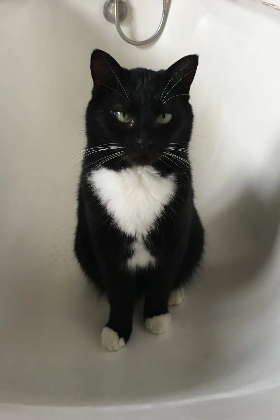Chat Perdu 21 Côte-d'Or Dijon - Mimi Chat Perdu 21 Côte-d'Or Dijon - Mimi